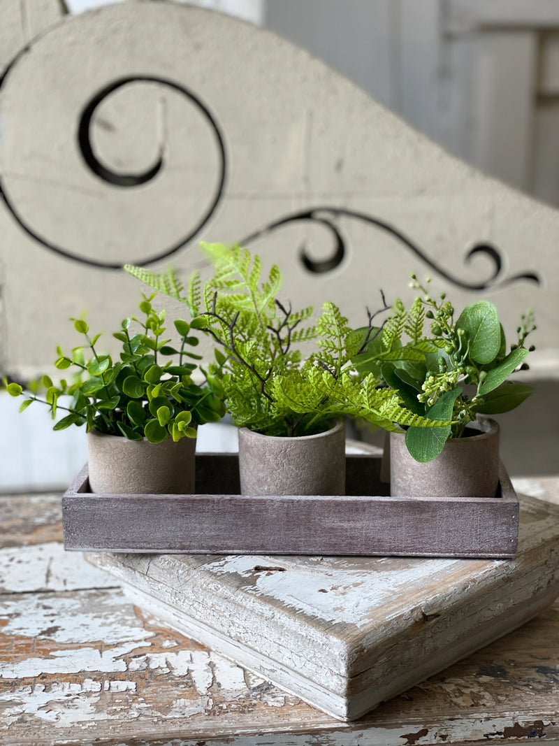 Potted Eucalyptus Bundles